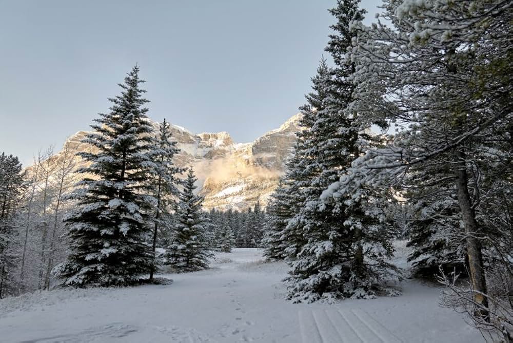 スノー・キス 白銀に輝く君の画像