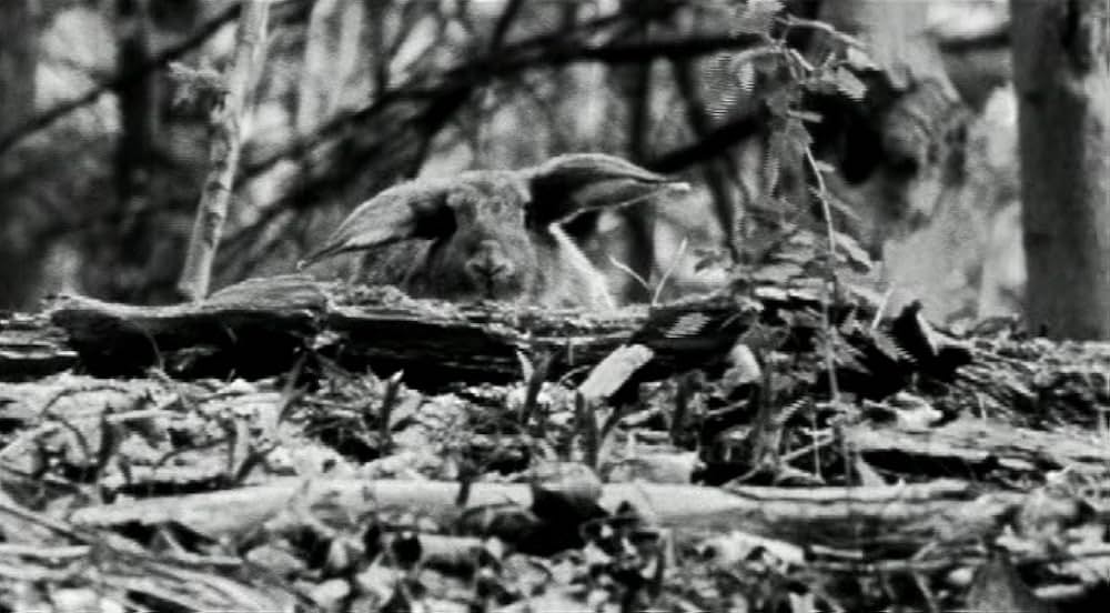 ロードキルの画像