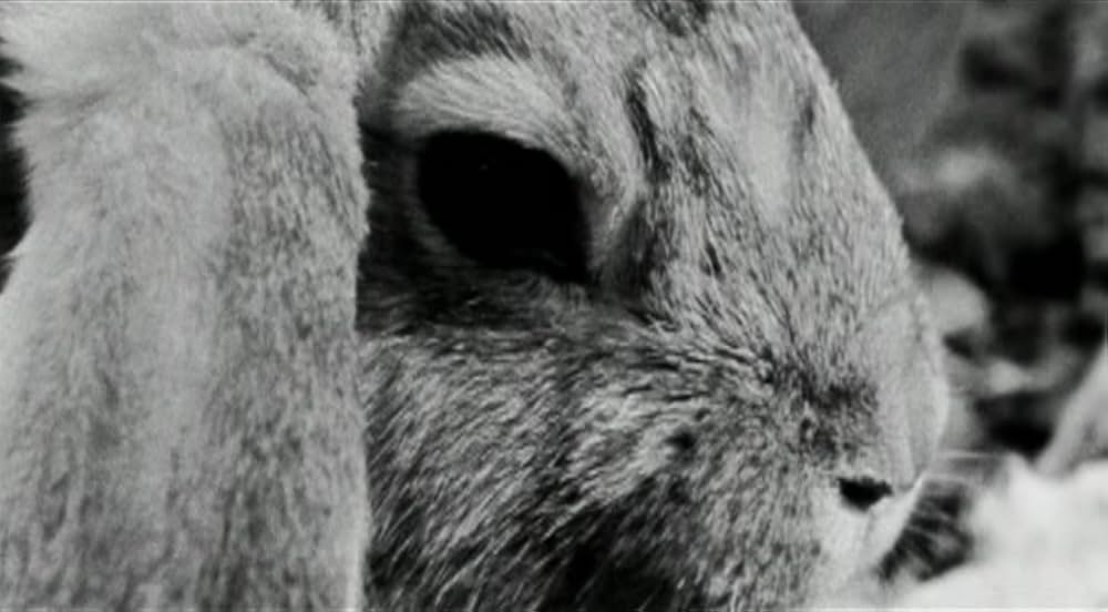 ロードキルの画像