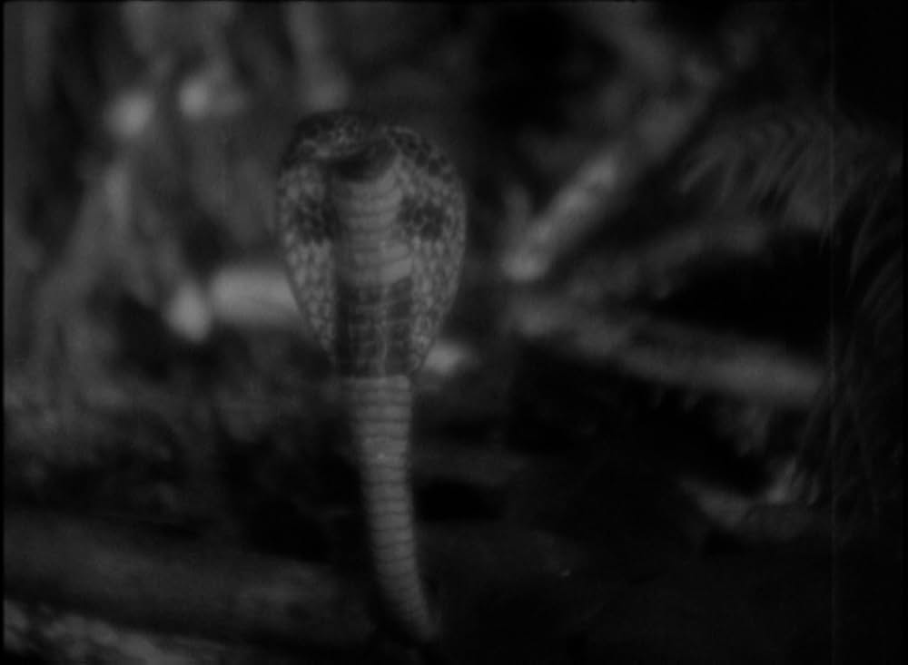 恐怖の四人の画像