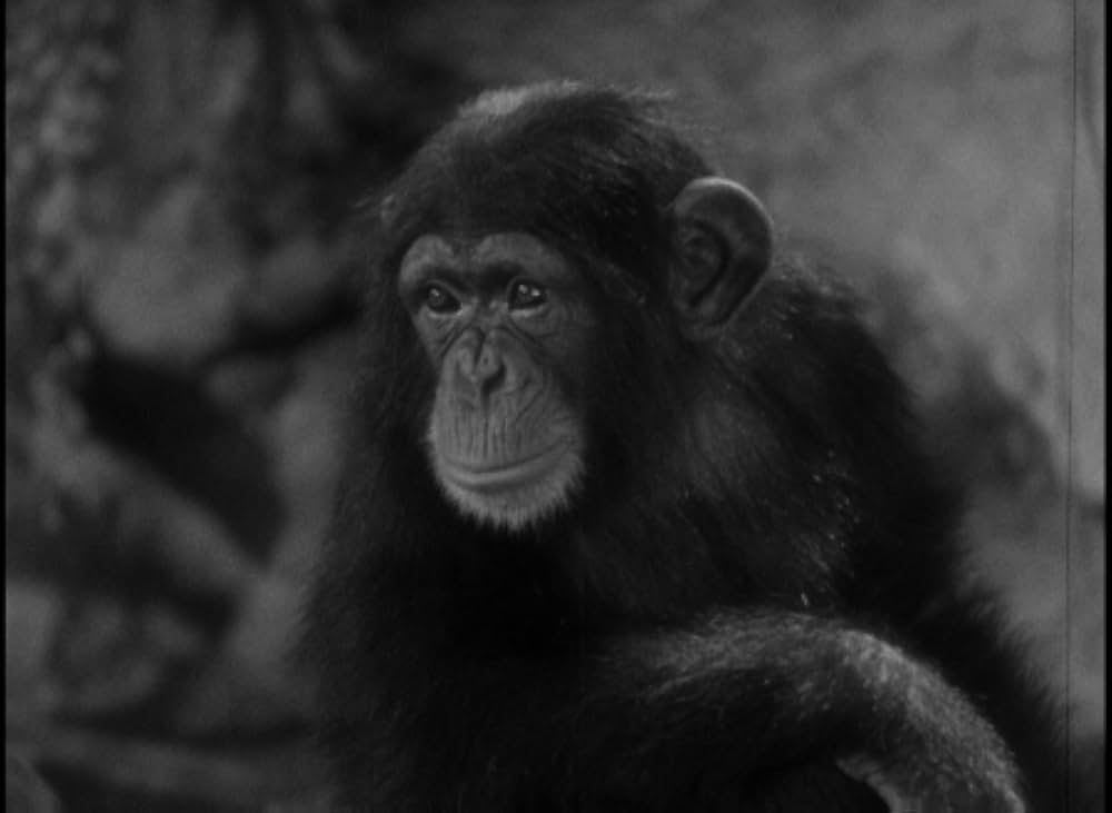 恐怖の四人の画像