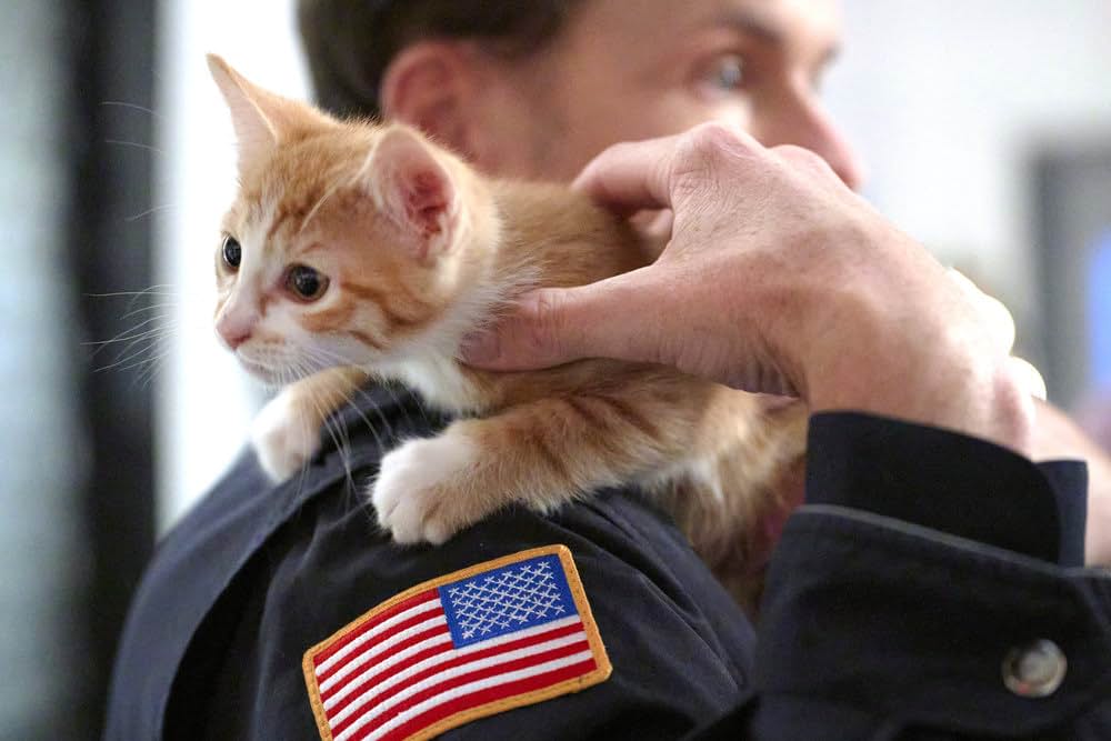 ネコと元カレとロマンスの画像