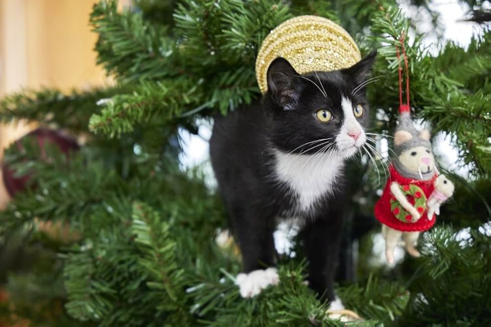 ネコと元カレとロマンスの画像