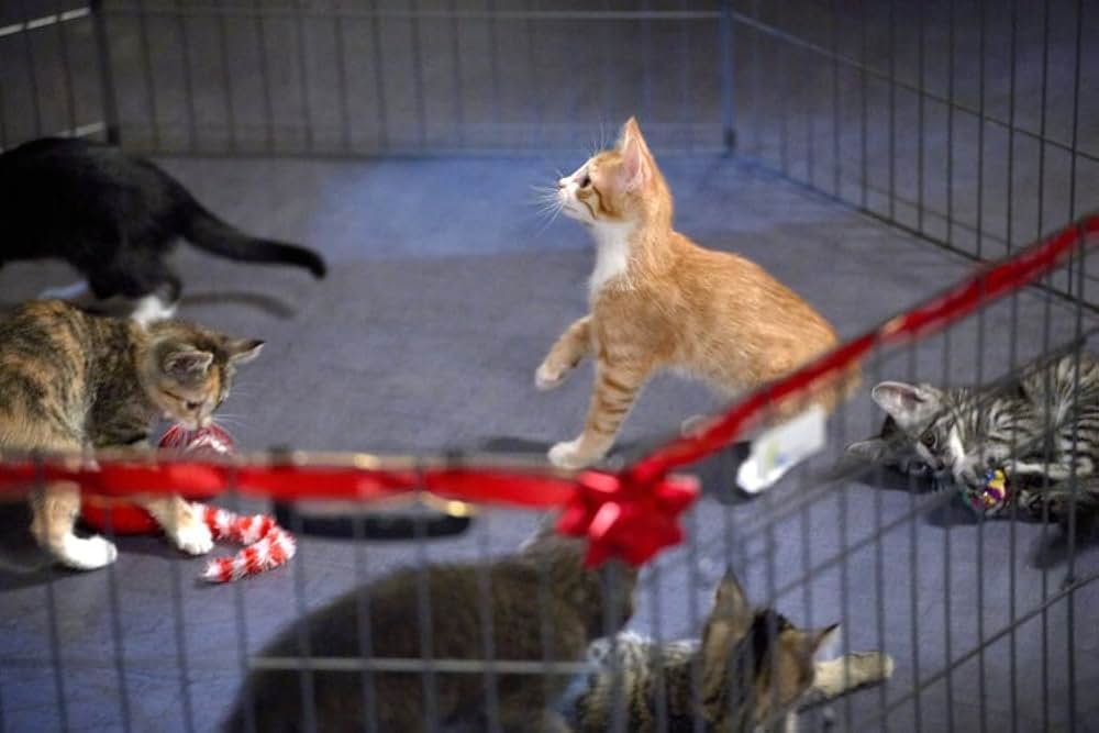 ネコと元カレとロマンスの画像