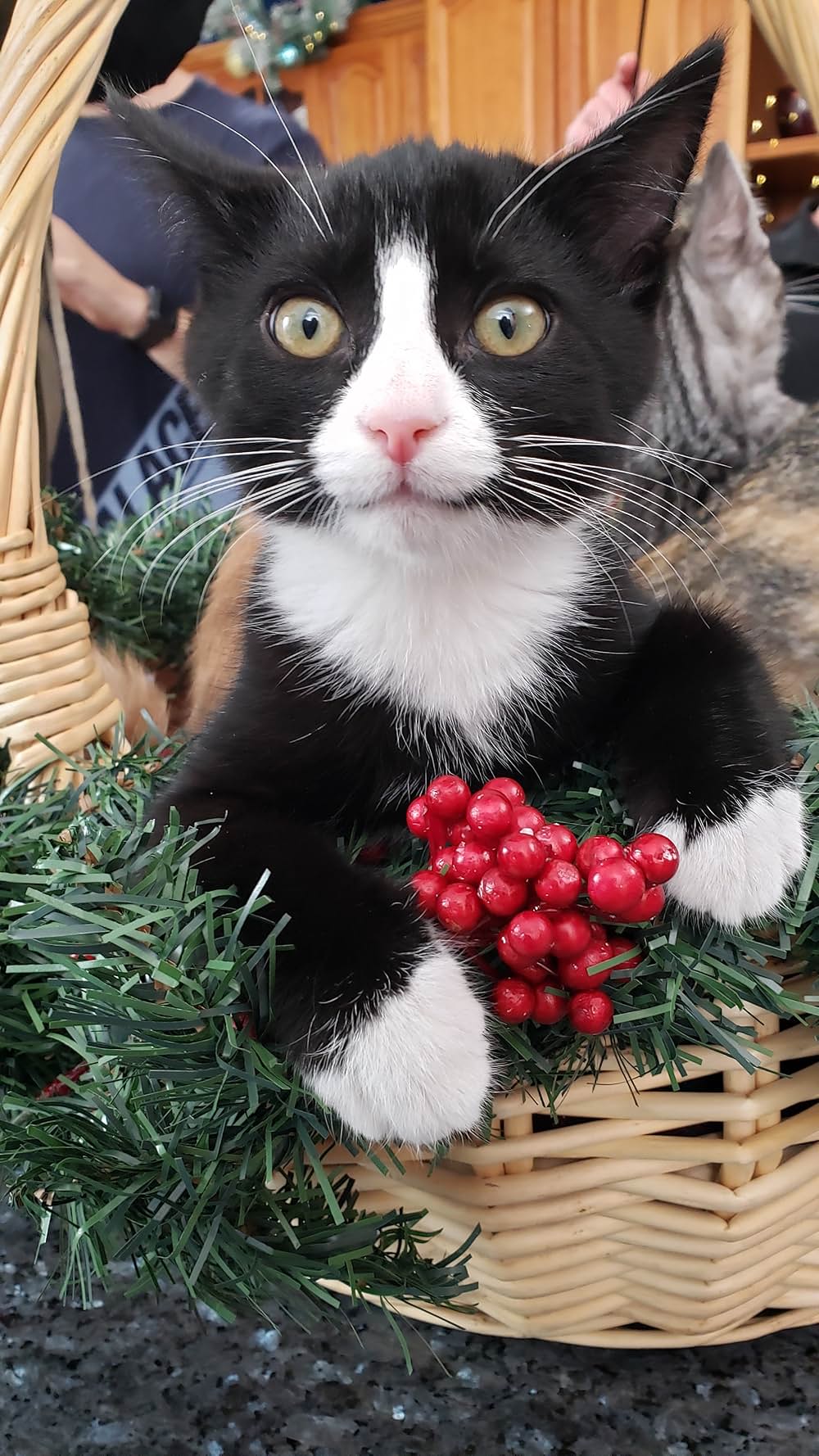 ネコと元カレとロマンスの画像