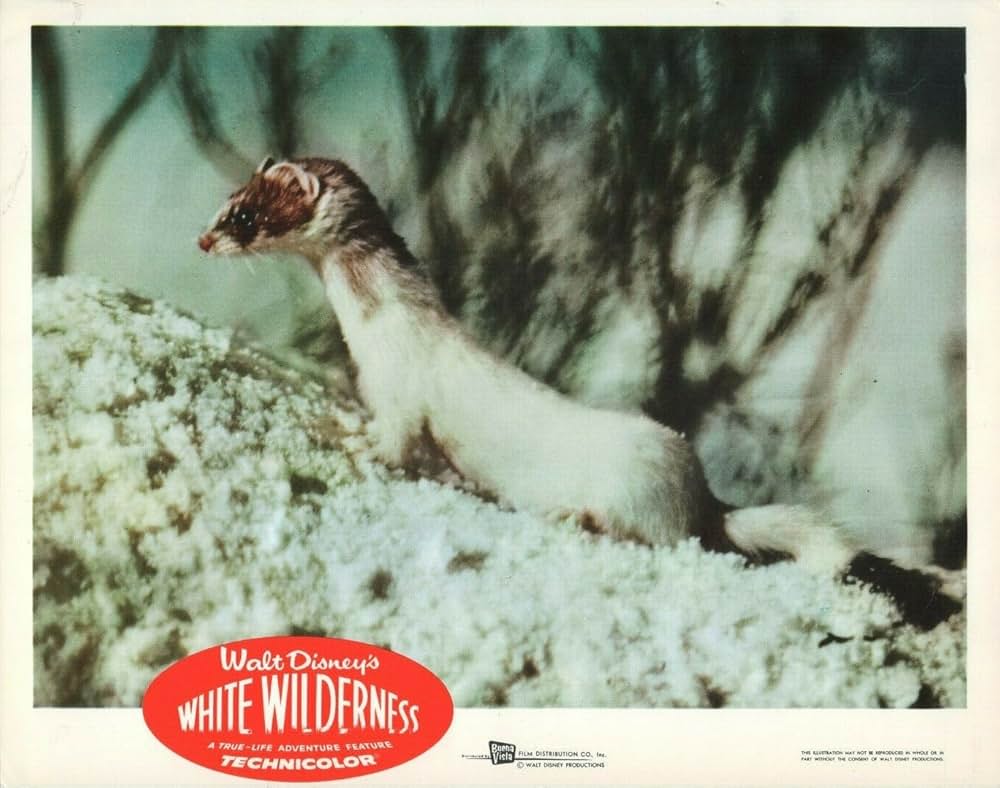 白い荒野の画像