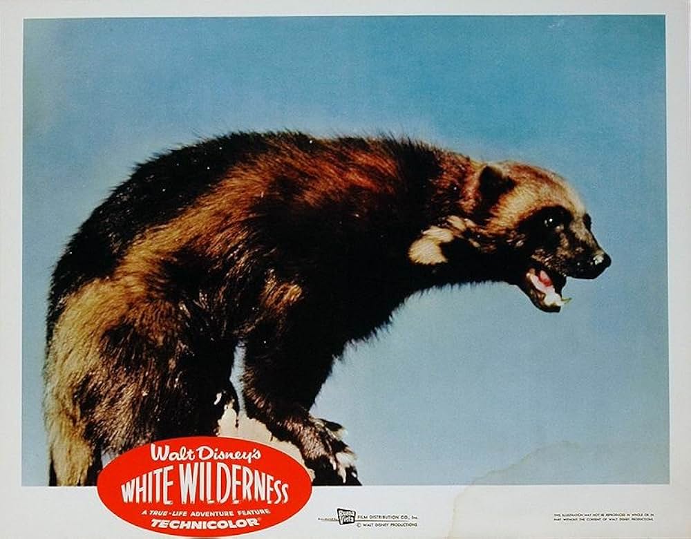 白い荒野の画像