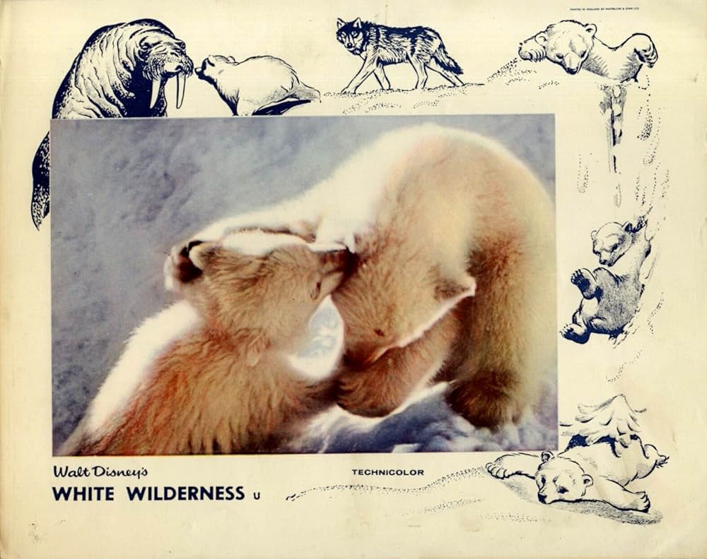 白い荒野の画像