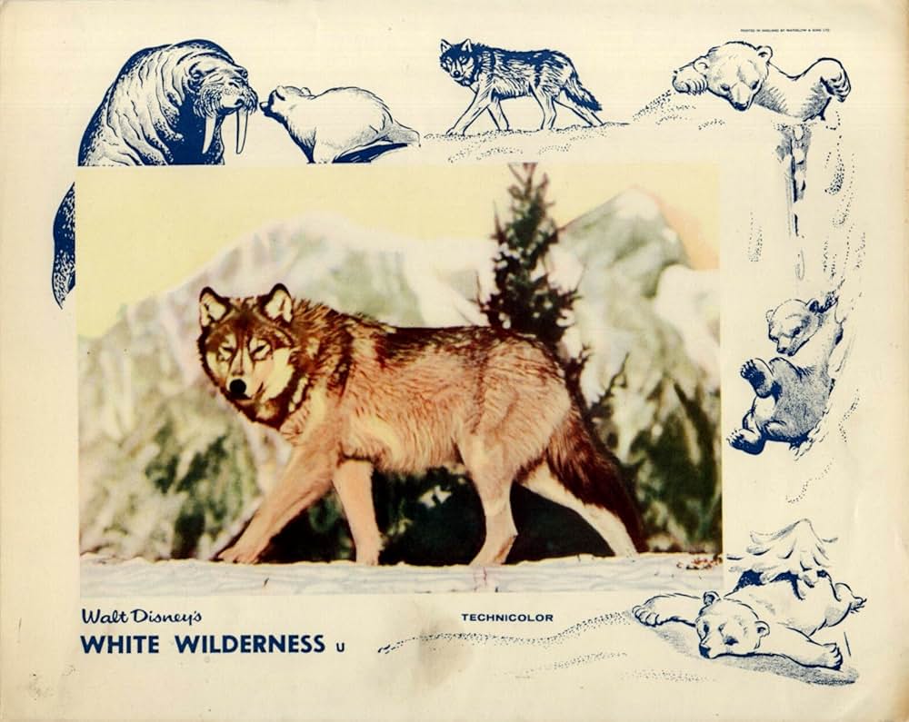 白い荒野の画像