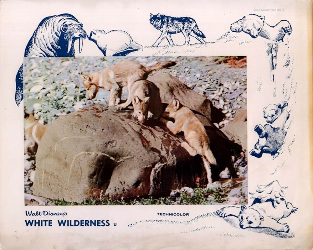 白い荒野の画像