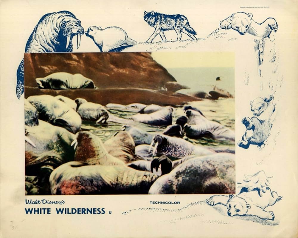 白い荒野の画像