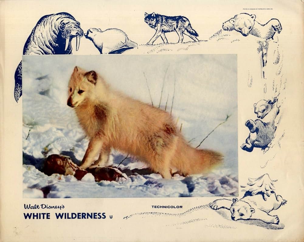 白い荒野の画像