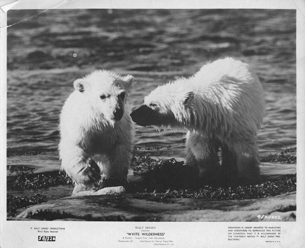 白い荒野の画像