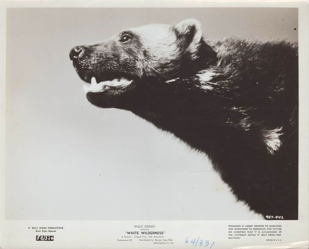 白い荒野の画像