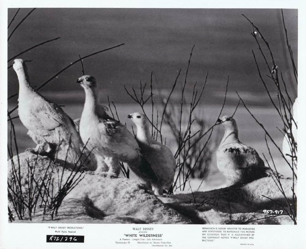 白い荒野の画像