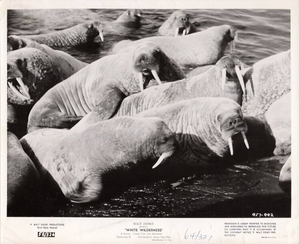 白い荒野の画像