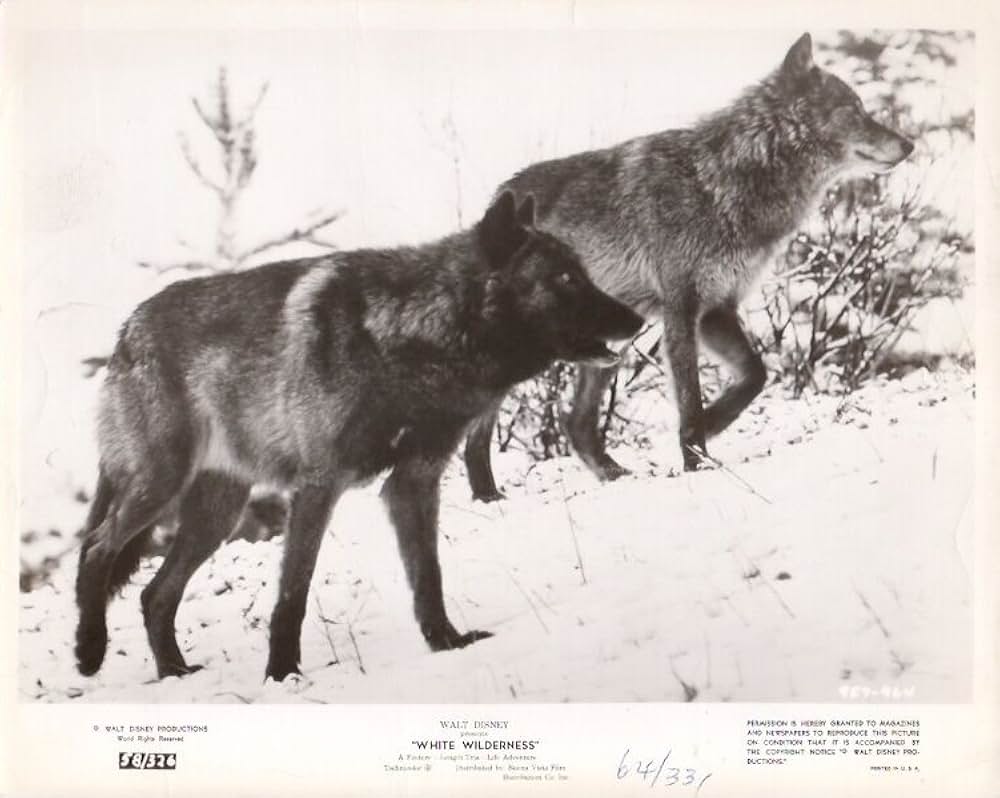 白い荒野の画像