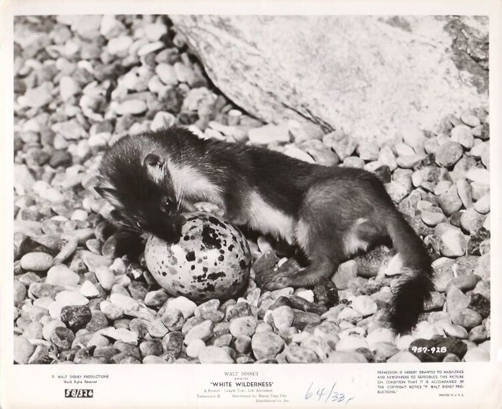 白い荒野の画像