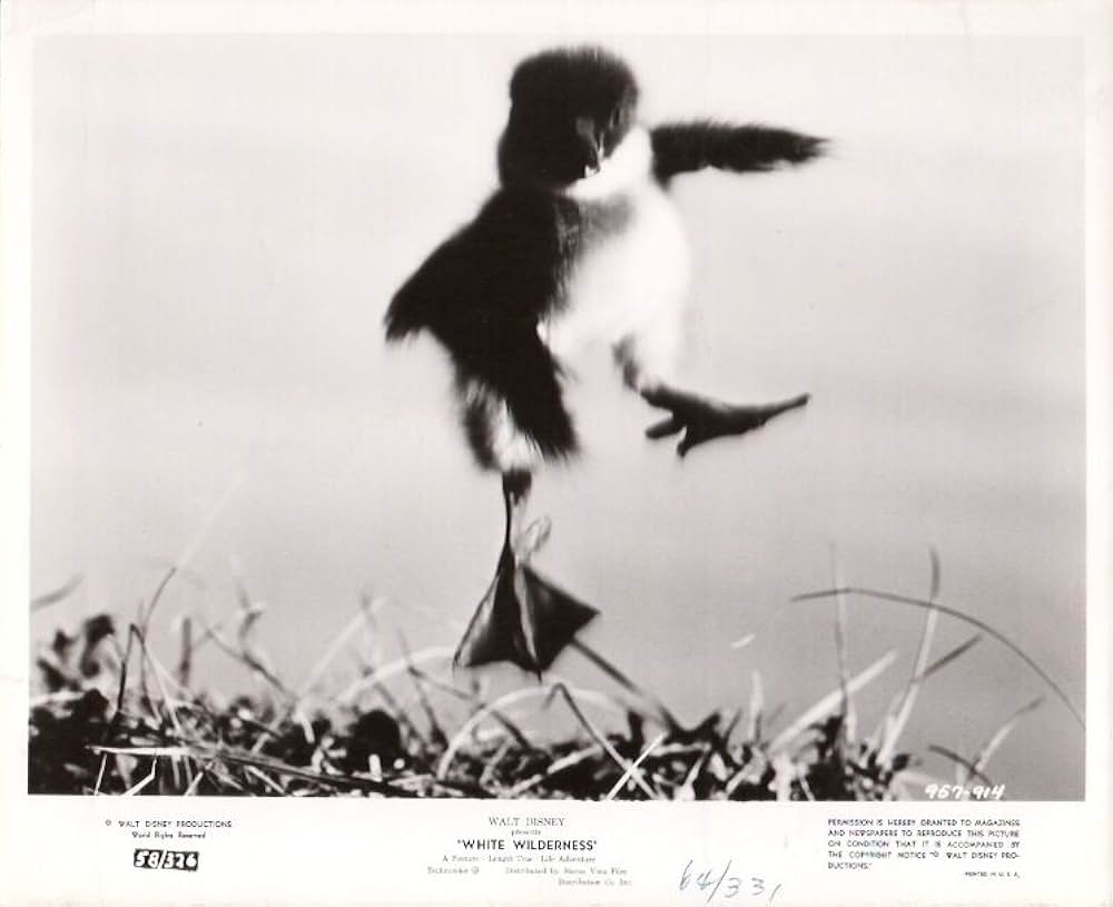 白い荒野の画像