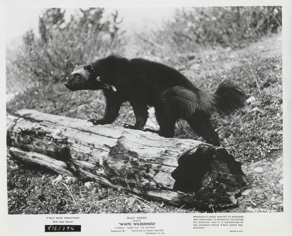 白い荒野の画像