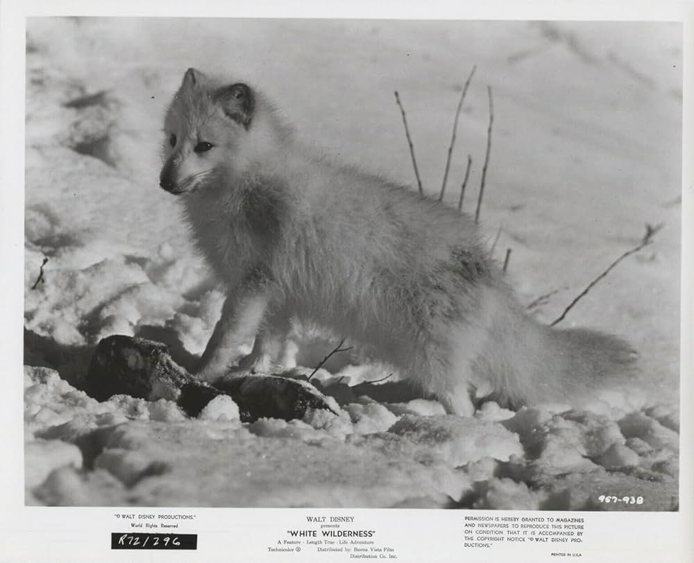 白い荒野の画像