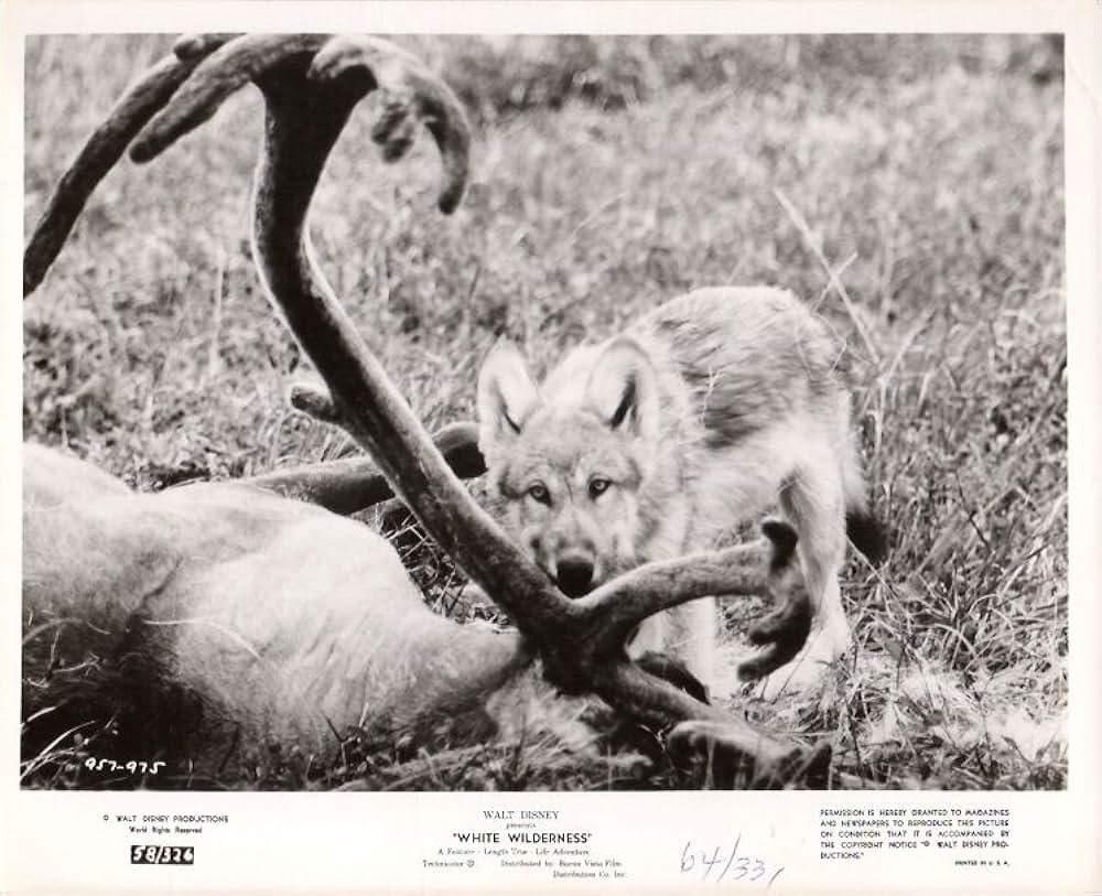 白い荒野の画像