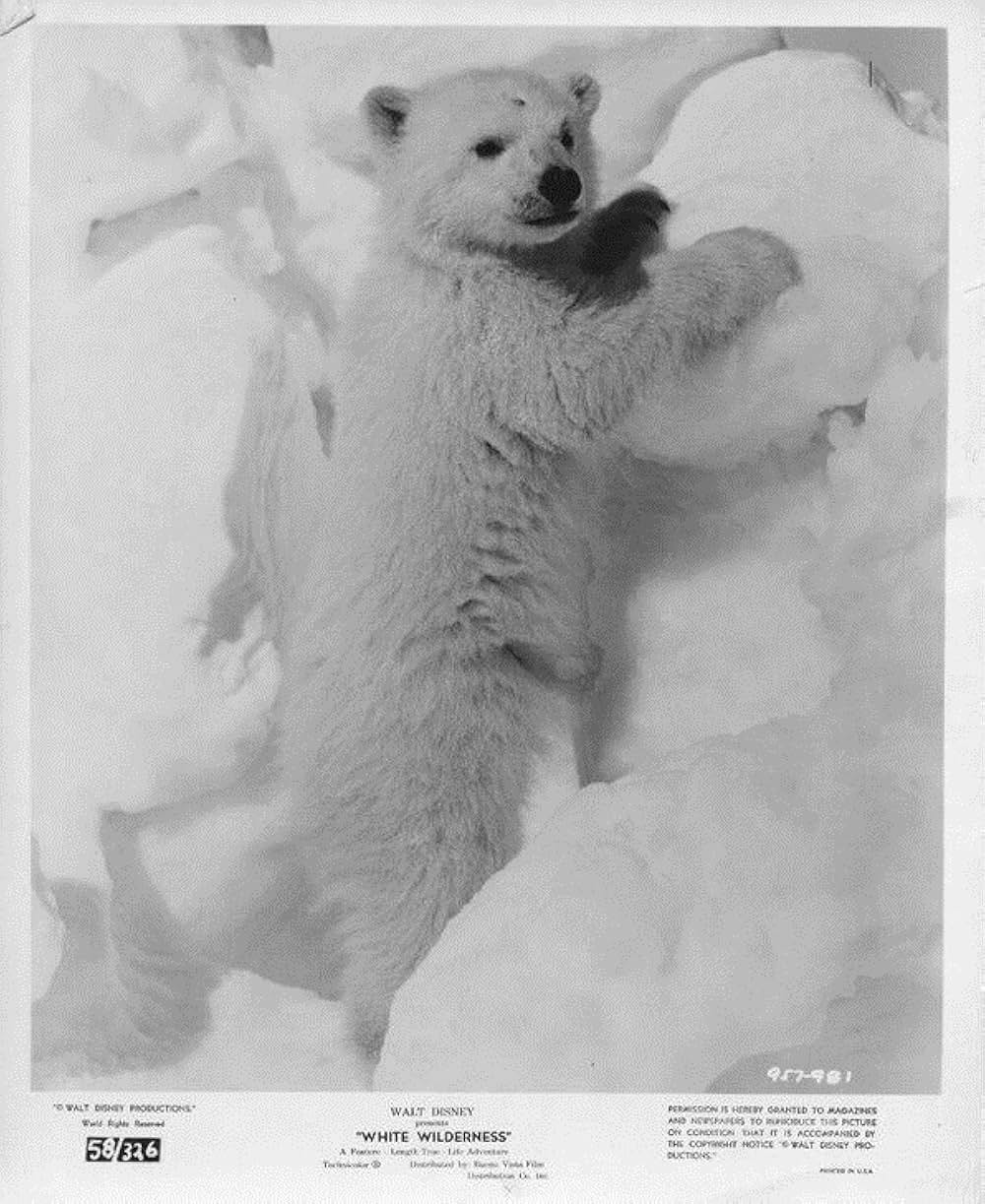 白い荒野の画像