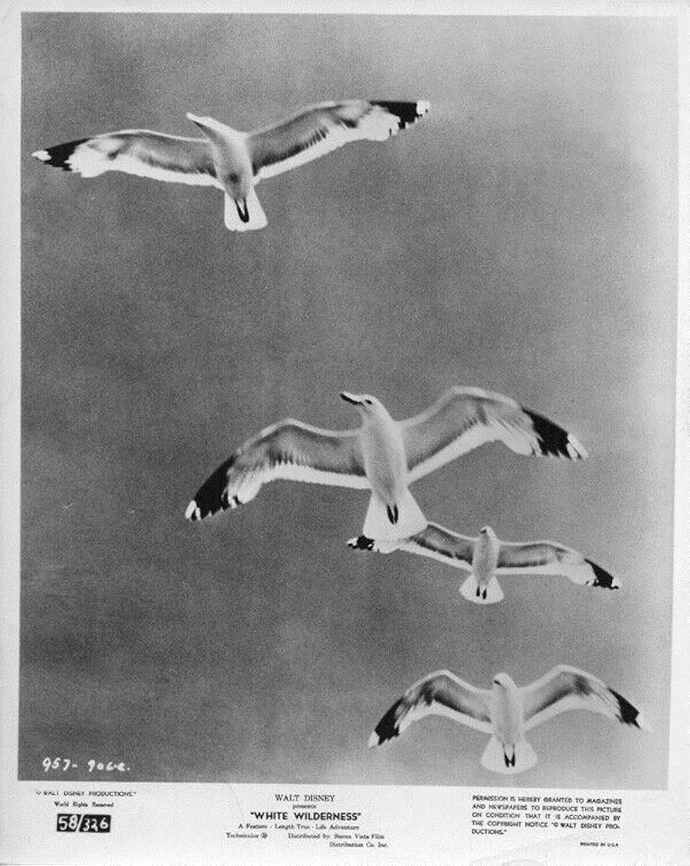 白い荒野の画像