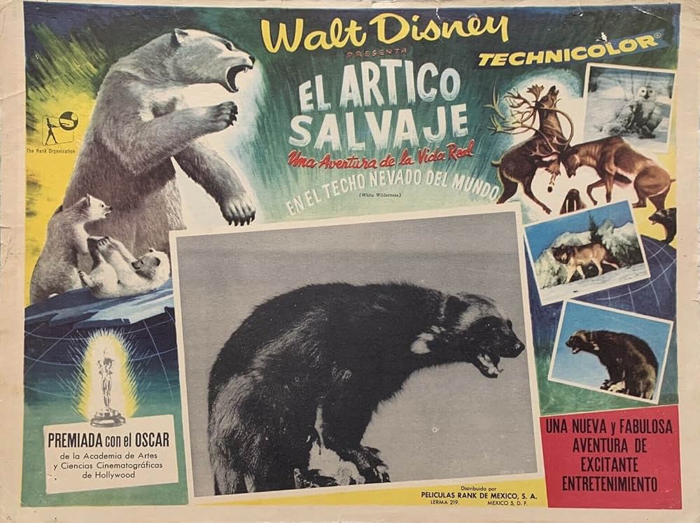 白い荒野の画像