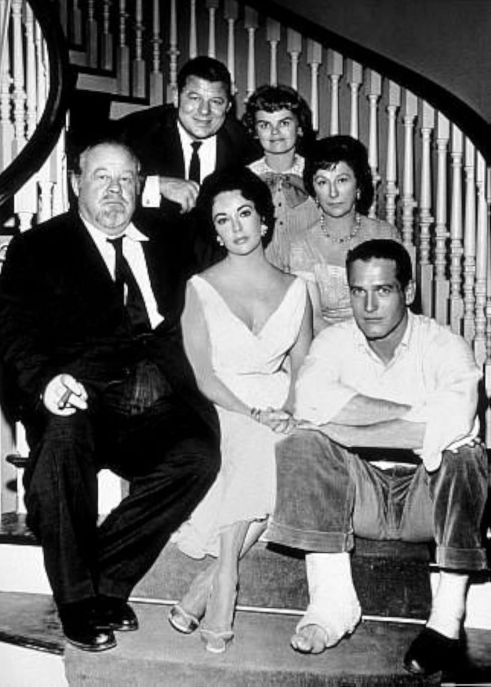 熱いトタン屋根の猫の画像