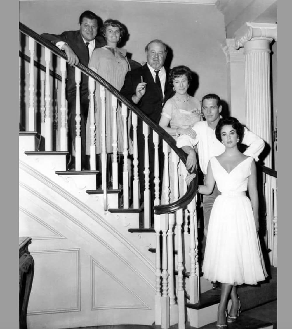 熱いトタン屋根の猫の画像