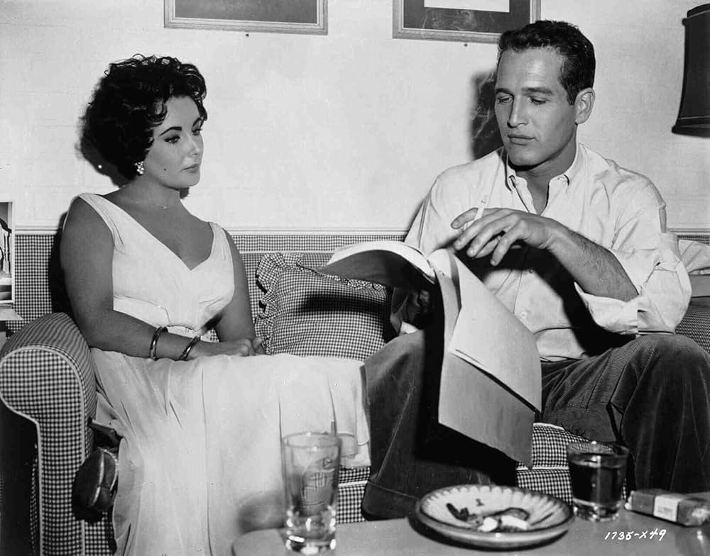 熱いトタン屋根の猫の画像