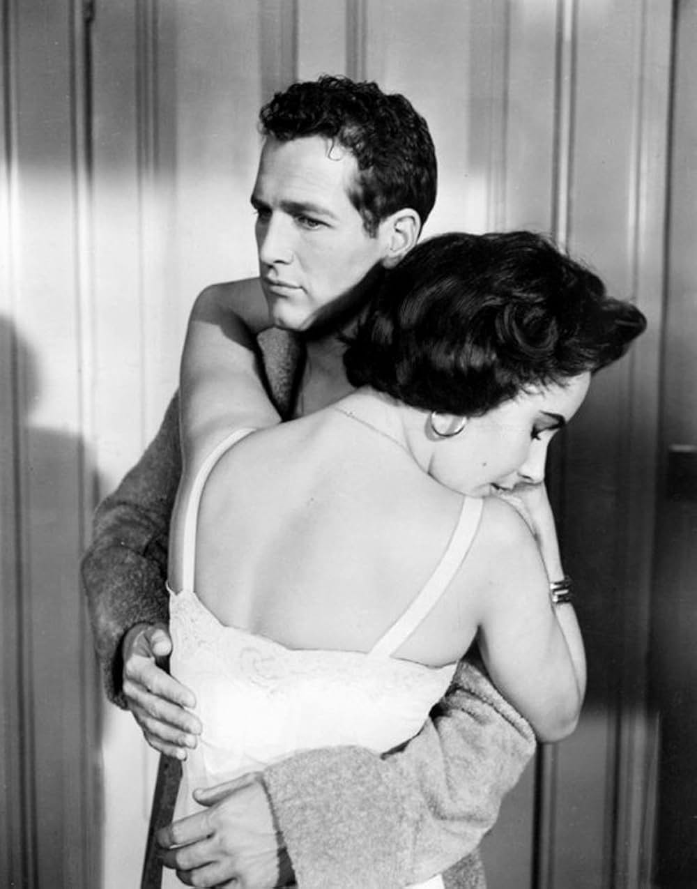 熱いトタン屋根の猫の画像