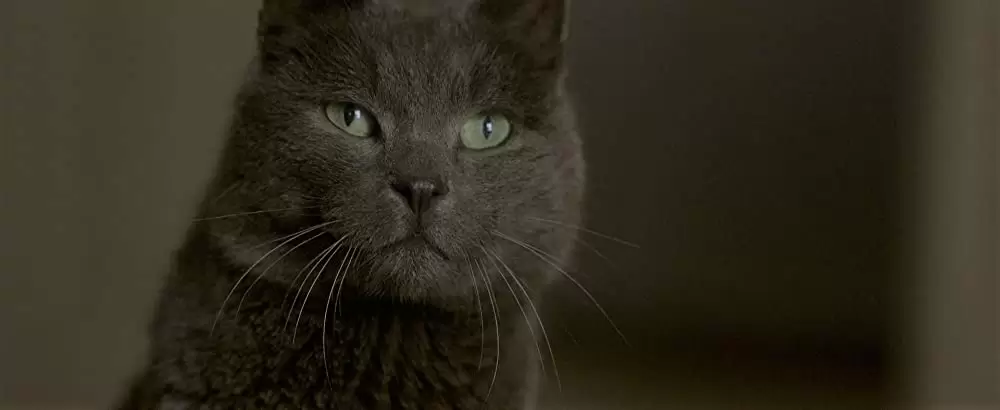 エル ELLEの画像