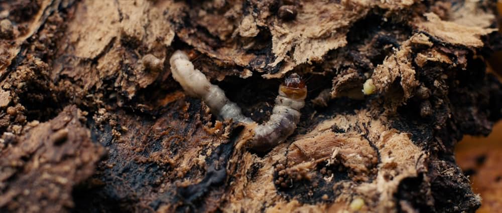 バーガンディー公爵の画像