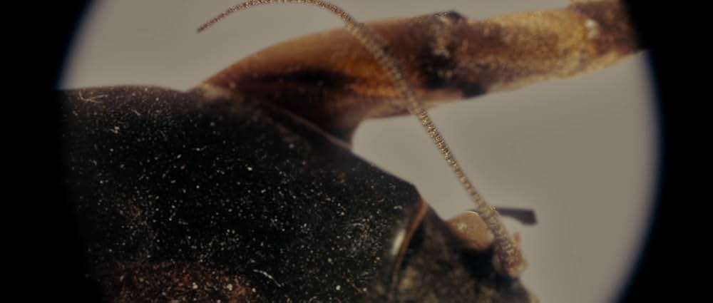 バーガンディー公爵の画像