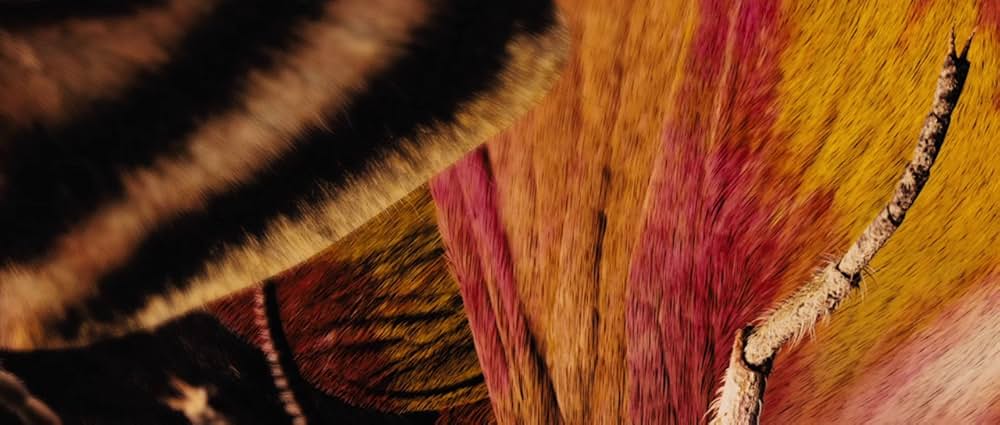 バーガンディー公爵の画像