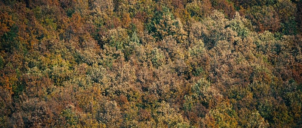 バーガンディー公爵の画像