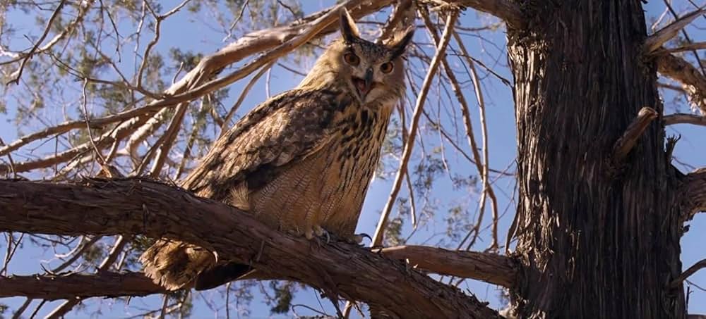 ウルティマ、ぼくに大地の教えをの画像