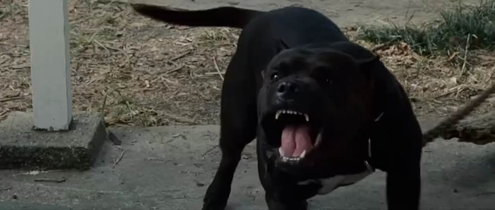 死霊の棲む森の画像