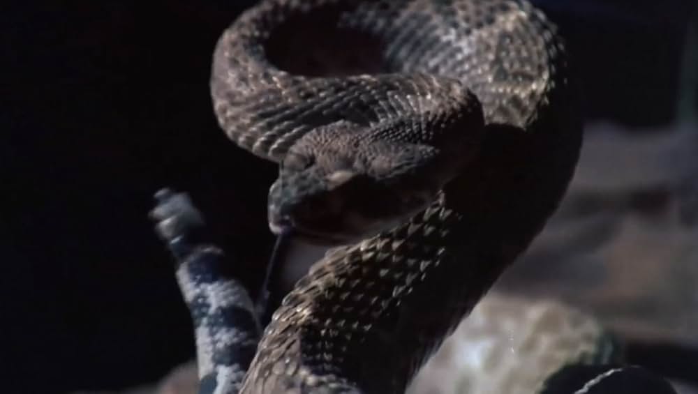 恐怖！蛇地獄の画像