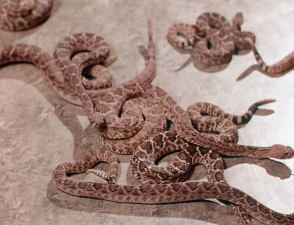 恐怖！蛇地獄の画像