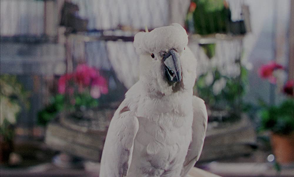 マダムと泥棒の画像