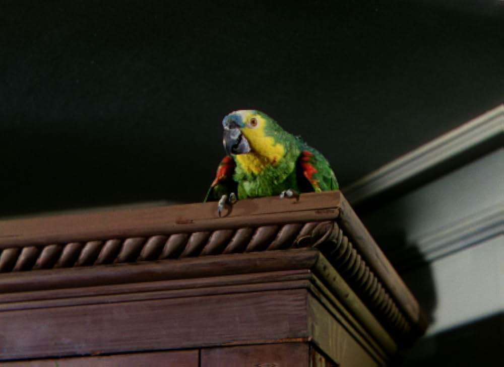 マダムと泥棒の画像