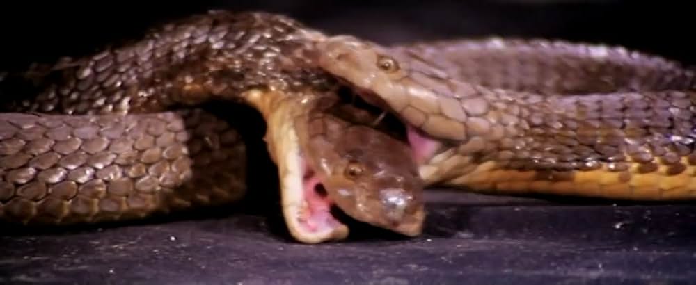 ミラクル・ファイターの画像