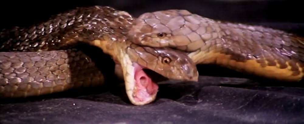 ミラクル・ファイターの画像