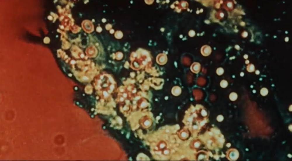 Night of the Lepus（原題）の画像