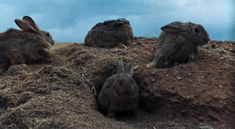 Night of the Lepus（原題）の画像