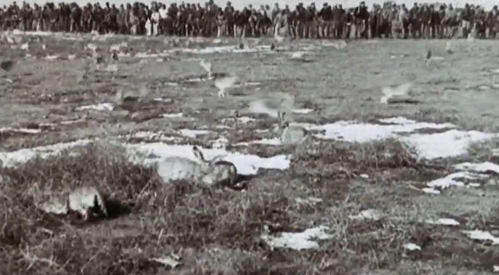 Night of the Lepus（原題）の画像