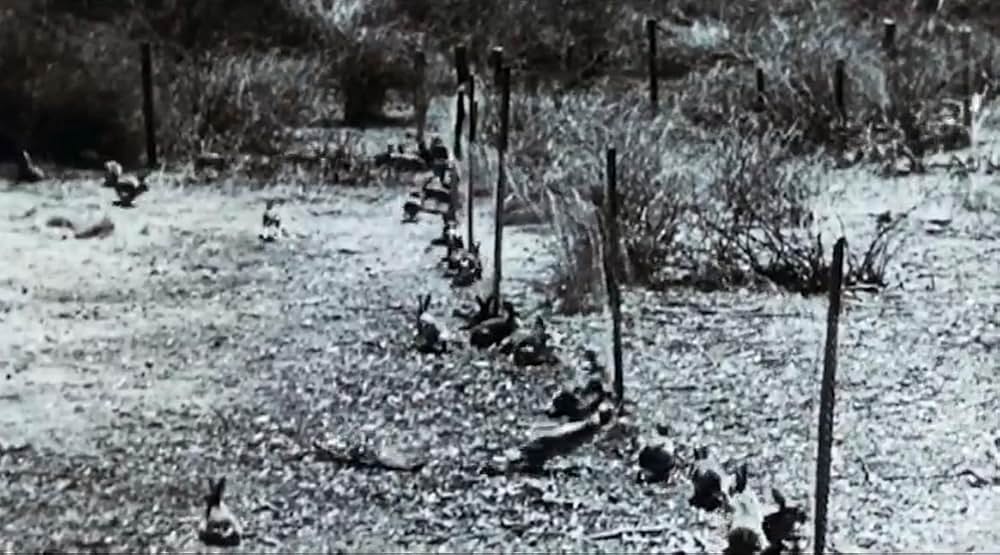 「Night of the Lepus（原題）」の画像